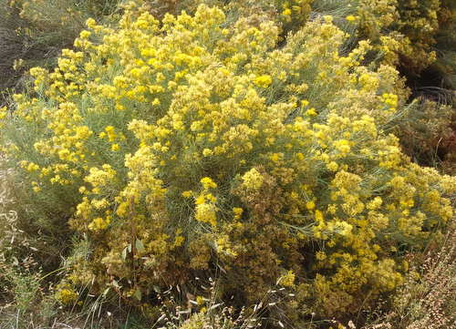 GDMBR: Rabbit Brush (often mistaken for Ragweed).